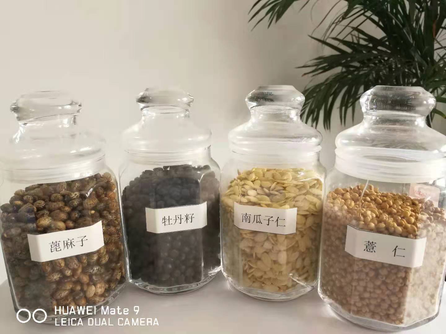 江苏物理冷榨牡丹籽油