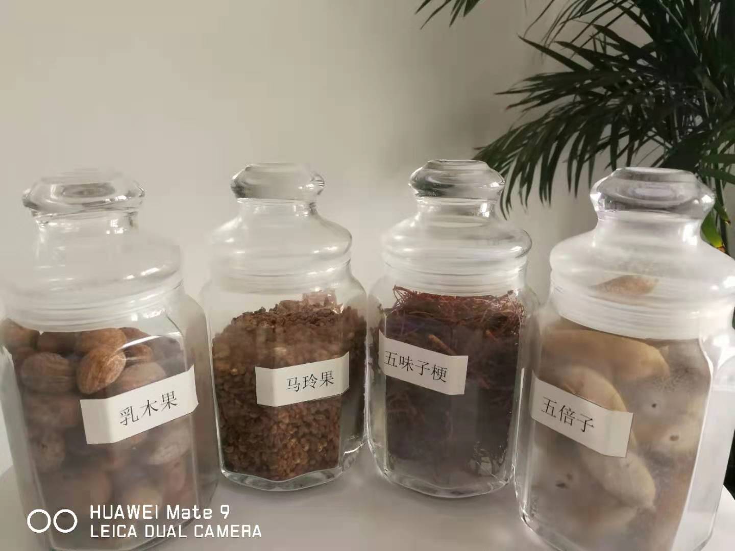 江苏有机油茶籽油原油